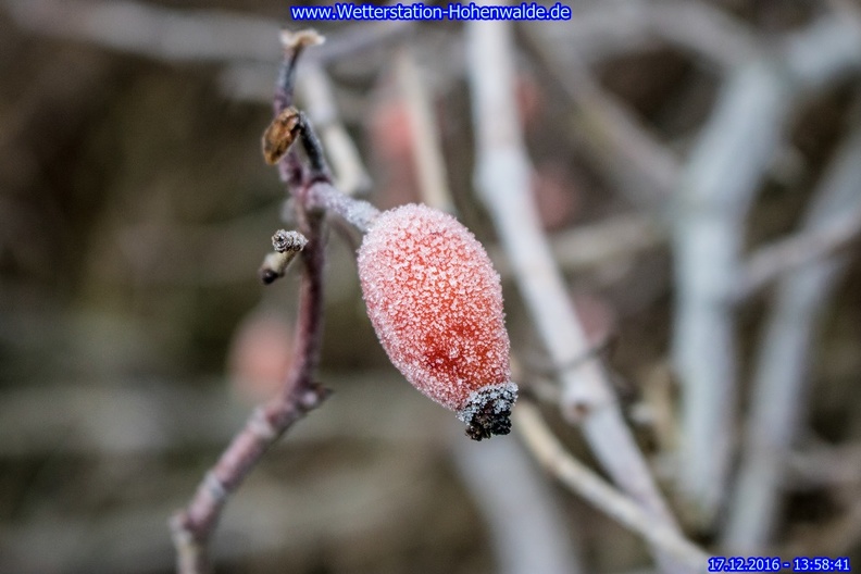 gefrorene Hagebutte