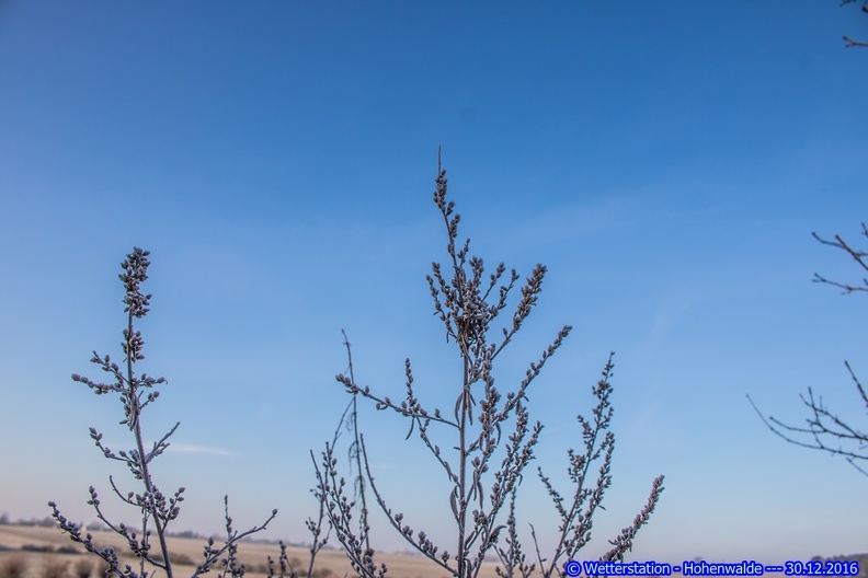 Graszweig vor blauem Himmel